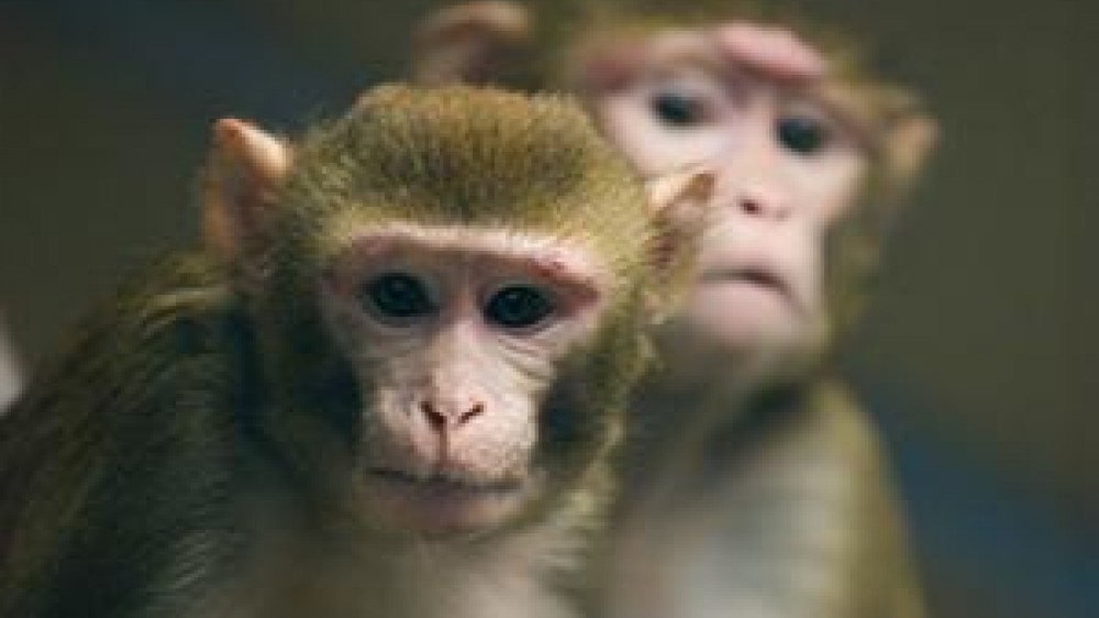 Applying the 3Rs in nonhuman primate research barriers, solutions and